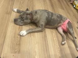Lost Female Dog last seen Whittington dr across from the lake, Richmond, VA 23225