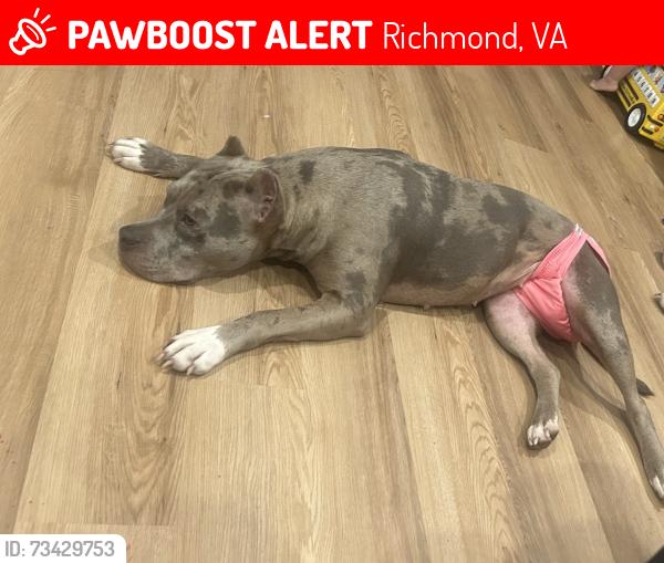 Lost Female Dog last seen Whittington dr across from the lake, Richmond, VA 23225