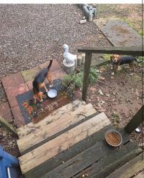 Reunited Male Dog last seen Bunker hill covered bridge, Claremont, NC 28610