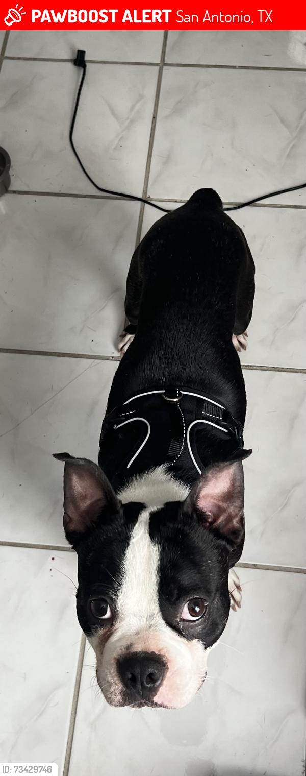 Lost Male Dog last seen Paschal elementary, San Antonio, TX 78244