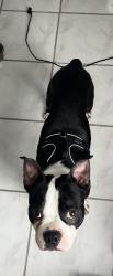 Lost Male Dog last seen Paschal elementary, San Antonio, TX 78244
