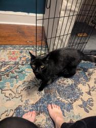 Reunited Male Cat last seen Belfast and Vista, Timonium, MD 21093