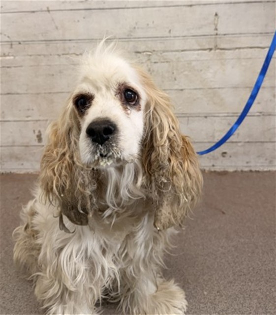 Shelter Stray Female Dog last seen N CEDAR AVE X W ETIWANDA, 333 Chandler Pl, San Bernardino, CA 92408, USA