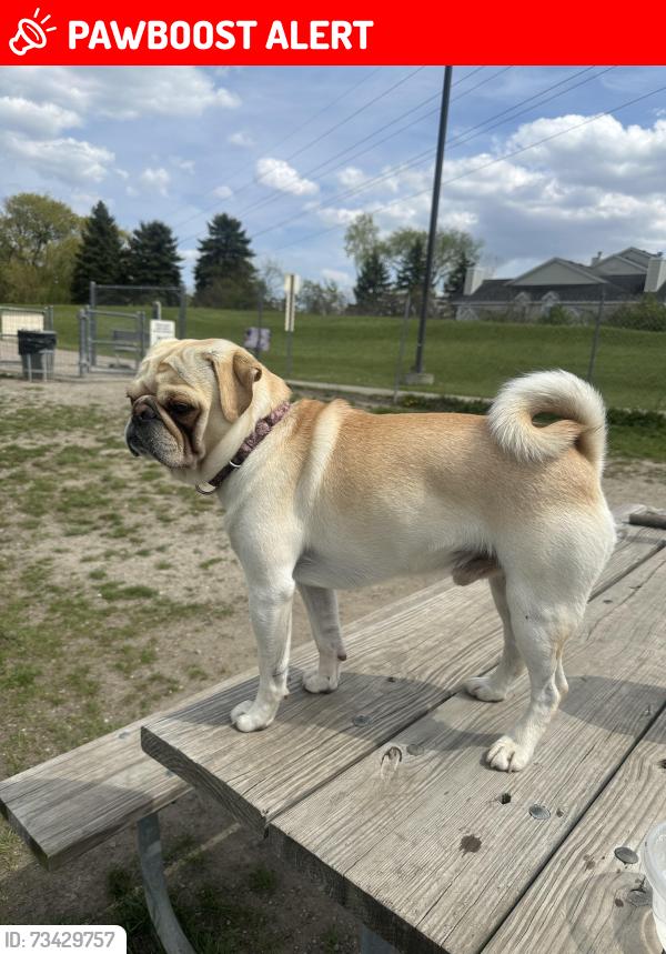 Lost Male Dog last seen Pontiac Lake Rd and North Cass Lake Rd, Waterford Township, MI 48328