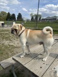 Lost Male Dog last seen Pontiac Lake Rd and North Cass Lake Rd, Waterford Township, MI 48328