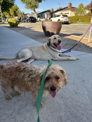 Found/Stray Male Dog last seen Carson and Cherry ave, Long Beach, CA 90807
