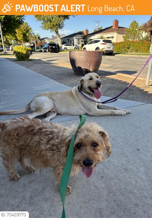 Found/Stray Male Dog last seen Carson and Cherry ave, Long Beach, CA 90807
