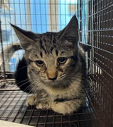 Shelter Stray Female Cat last seen , 11361 W Pico Blvd, Los Angeles, CA 90064, USA