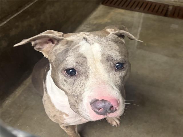 Shelter Stray Female Dog last seen , 11361 W Pico Blvd, Los Angeles, CA 90064, USA