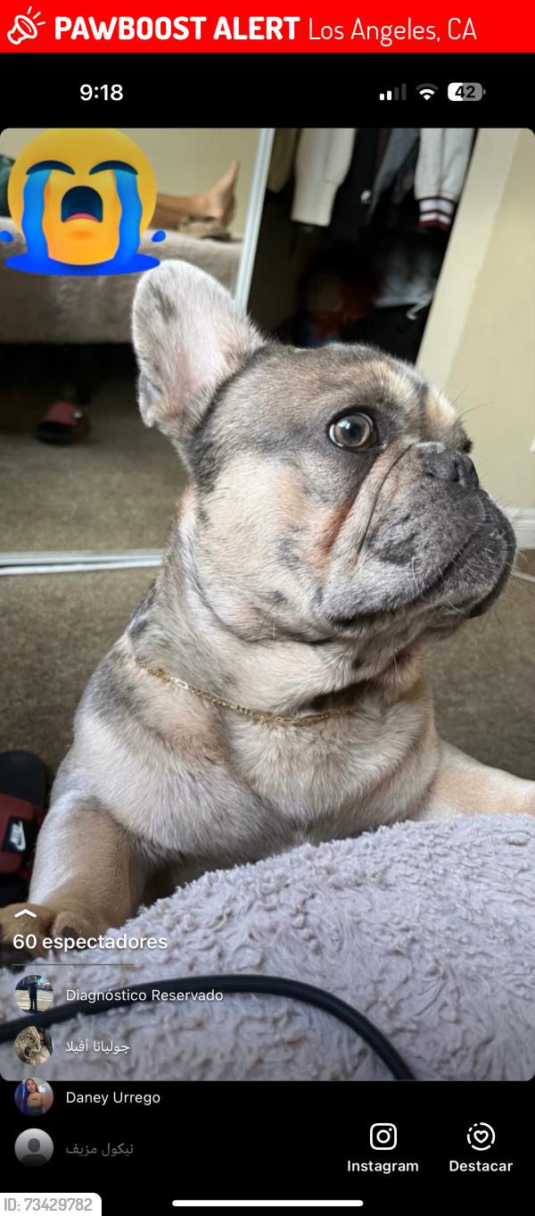 Lost Male Dog last seen Central y 50, Los Angeles, CA 90011
