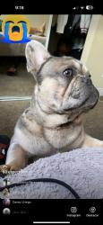 Lost Male Dog last seen Central y 50, Los Angeles, CA 90011