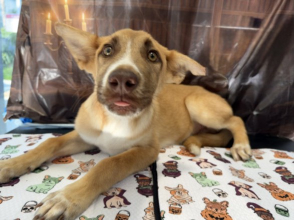 Shelter Stray Male Dog last seen , 957 N Gaffey St, San Pedro, CA 90731, USA