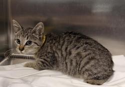Shelter Stray Female Cat last seen , 957 N Gaffey St, San Pedro, CA 90731, USA