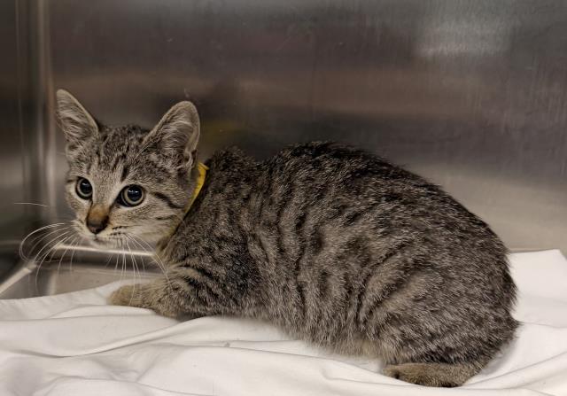 Shelter Stray Female Cat last seen , 957 N Gaffey St, San Pedro, CA 90731, USA