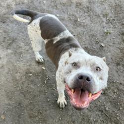 Shelter Stray Female Dog last seen Near BLOCK PIERCE ST, RIVERSIDE CA 92505, 6851 Van Buren Boulevard, Jurupa Valley, CA 92509, USA