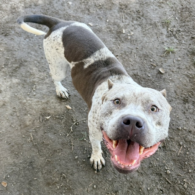 Shelter Stray Female Dog last seen Near BLOCK PIERCE ST, RIVERSIDE CA 92505, 6851 Van Buren Boulevard, Jurupa Valley, CA 92509, USA