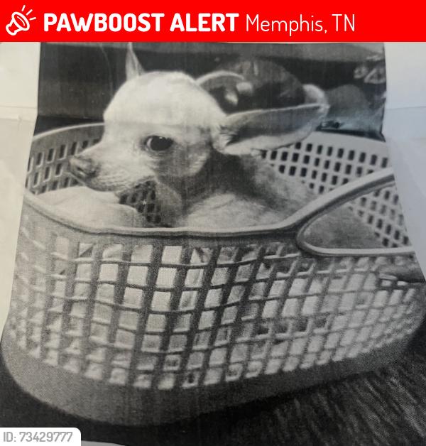 Lost Female Dog last seen Nicholas, Memphis, TN 38125
