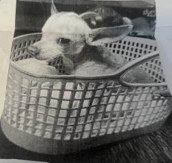 Lost Female Dog last seen Nicholas, Memphis, TN 38125