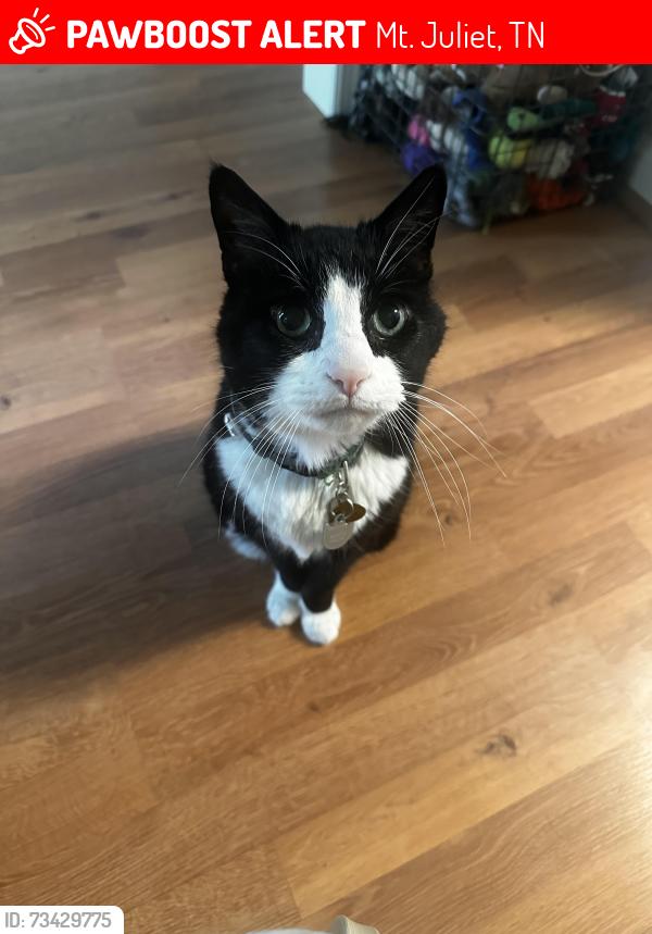 Lost Male Cat last seen Willoughby Station neighborhood, Old Hickory neighborhood, Mt. Juliet, TN 37138