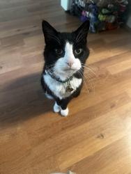 Lost Male Cat last seen Willoughby Station neighborhood, Old Hickory neighborhood, Mt. Juliet, TN 37138