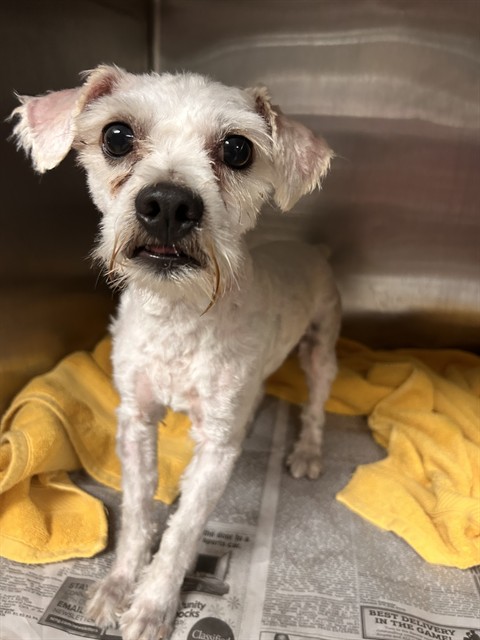 Shelter Stray Male Dog last seen Near BLOCK QUEENSBOROUGH ST, RIVERSIDE, CA, 6851 Van Buren Boulevard, Jurupa Valley, CA 92509, USA