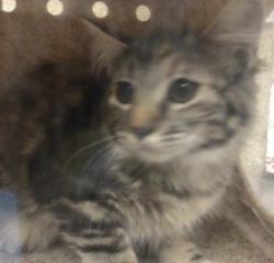 Shelter Stray Female Cat last seen Near BLOCK ENCINAS CT, RIVERSIDE CA 92505, 6851 Van Buren Boulevard, Jurupa Valley, CA 92509, USA