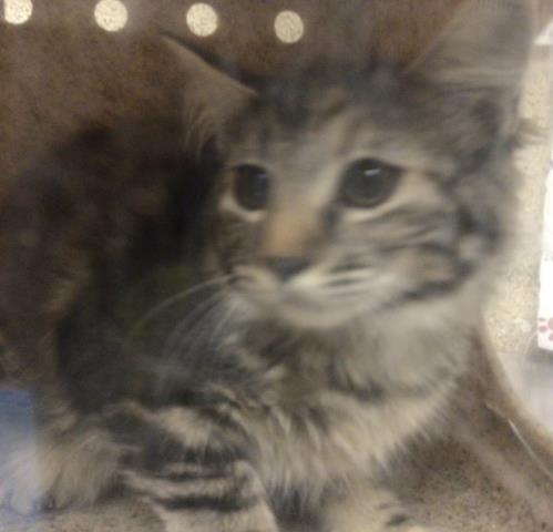 Shelter Stray Female Cat last seen Near BLOCK ENCINAS CT, RIVERSIDE CA 92505, 6851 Van Buren Boulevard, Jurupa Valley, CA 92509, USA