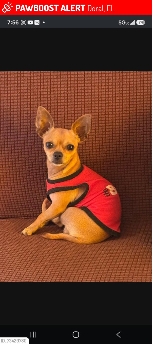Lost Male Dog last seen NW 33 Aven rd 33147 Miami Dade, Doral, FL 33166