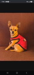 Lost Male Dog last seen NW 33 Aven rd 33147 Miami Dade, Doral, FL 33166