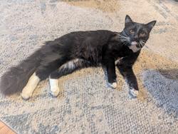 Lost Male Cat last seen Citron Place and S Citrus Escondido, 92027, Escondido, CA 92027