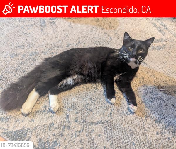 Lost Male Cat last seen Citron Place and S Citrus Escondido, 92027, Escondido, CA 92027