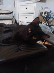 Reunited Male Cat last seen Lockwood st, Oakland, CA 94621