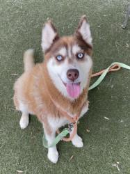 Shelter Stray Female Dog last seen , 1850 W 60th St, Los Angeles, CA 90047, USA