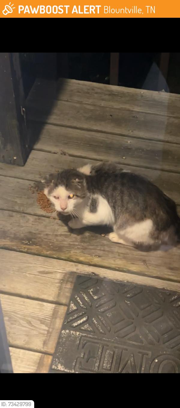 Found/Stray Unknown Cat last seen island road, Blountville, TN 37617