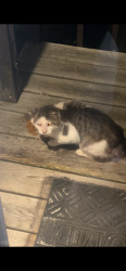 Found/Stray Unknown Cat last seen island road, Blountville, TN 37617