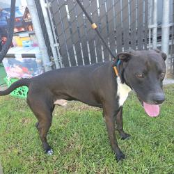 Found/Stray Male Dog last seen Near De Forest Ave, Long Beach, CA 90805, Long Beach, CA 90805