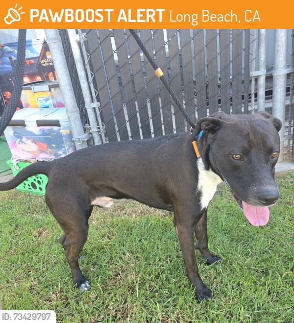 Found/Stray Male Dog last seen Near De Forest Ave, Long Beach, CA 90805, Long Beach, CA 90805