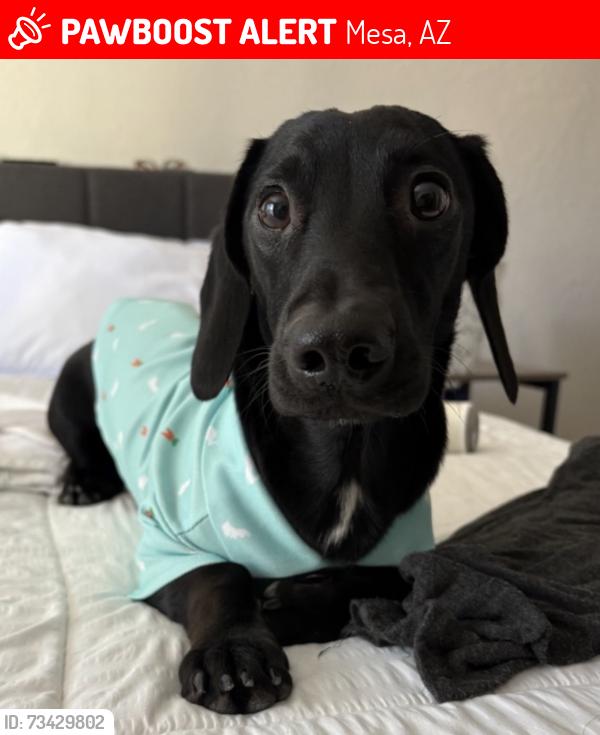 Lost Male Dog last seen University Dr and Evergreen Rd, Mesa, AZ 85201