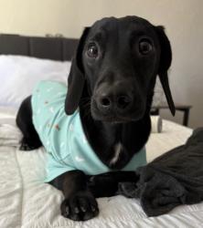 Lost Male Dog last seen University Dr and Evergreen Rd, Mesa, AZ 85201