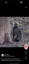 Found/Stray Unknown Cat last seen Small cheval, Chicago, IL 60647