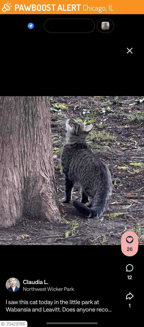 Found/Stray Unknown Cat last seen Small cheval, Chicago, IL 60647
