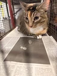 Shelter Stray Female Cat last seen , 1850 W 60th St, Los Angeles, CA 90047, USA