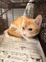 Shelter Stray Female Cat last seen , 1850 W 60th St, Los Angeles, CA 90047, USA