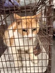 Shelter Stray Female Cat last seen , 1850 W 60th St, Los Angeles, CA 90047, USA
