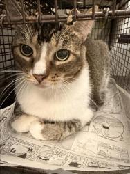 Shelter Stray Male Cat last seen , 1850 W 60th St, Los Angeles, CA 90047, USA