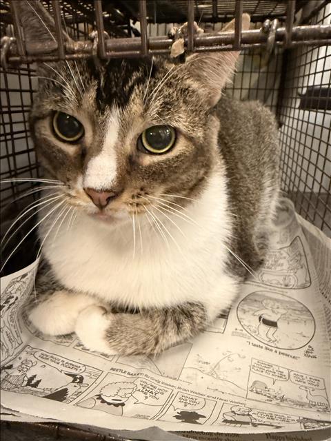 Shelter Stray Male Cat last seen , 1850 W 60th St, Los Angeles, CA 90047, USA