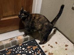 Found/Stray Unknown Cat last seen McNamara Street, Mandeville, LA 70448