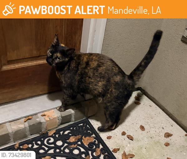 Found/Stray Unknown Cat last seen McNamara Street, Mandeville, LA 70448