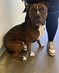 Shelter Stray Male Dog last seen , 1850 W 60th St, Los Angeles, CA 90047, USA
