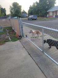 Found/Stray Unknown Dog last seen Knox and Elm, Spokane, WA 99205